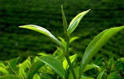 Manfaat Daun Teh untuk Kesehatan dan Kecantikan Khasiat Daun Teh