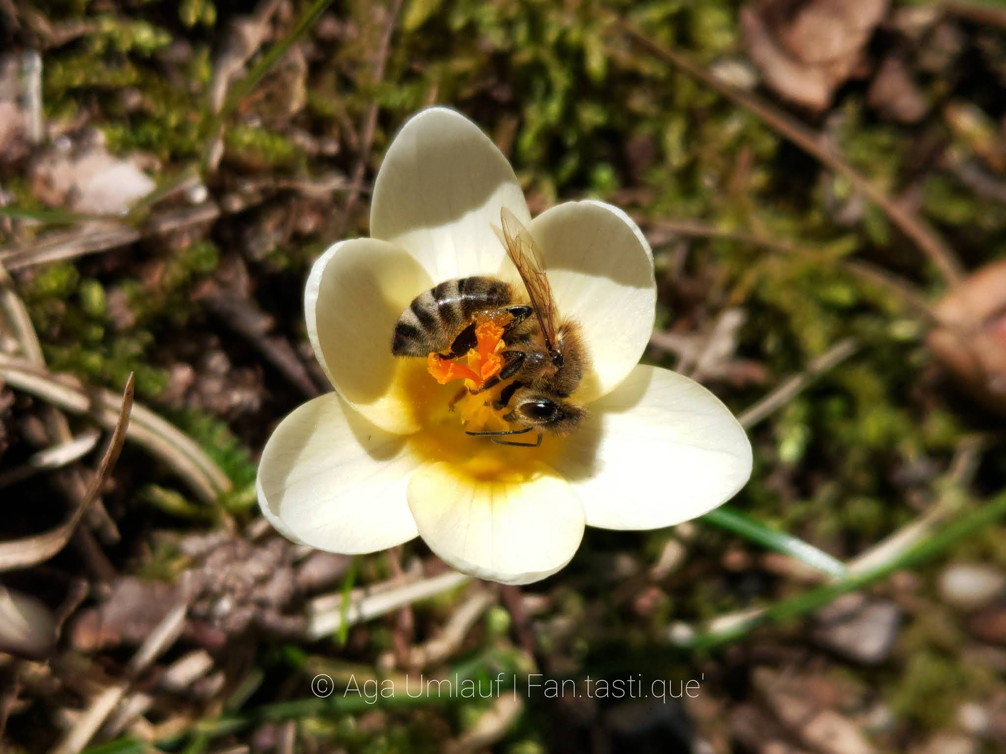 Close-up photography of a bee pollinating a spring crocus.
