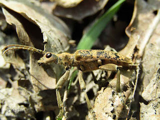 Rhagium (Megarhagium) sycophanta (female) IMG7963