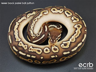 ball python morphs, ball python care, ball pythons for sale, ball python bite, ball python teeth, ball python facts, ball python habitat, ball python breeders, ball python breeding, ball python morphs for sale, ball python morphs, ball python care, ball python for sale, ball python bite, ball python teeth, ball python facts, ball python habitat, ball python breeders, ball python breeding, ball python morphs for sale, ball python anatomy, ball python as pet, ball python albino, ball python age, ball python auction, ball python accessories, ball python attack, ball python aquarium, ball python age range, ball python average lifespan, a ball python snake, a ball python for sale, a ball python eating, a ball python habitat, a ball python bite, a ball python facts, feeding a ball python, owning a ball python, does a ball python bite hurt, handling a ball python, ball python bite, ball python breeding, ball python breeders, ball python bedding, ball python baby, ball python behavior, ball python breeding season, ball python breeding chart, ball python bumblebee, ball python banana, killer b ball python, b is for ball pythons, ball python care, ball python cage, ball python colors, ball python cute, ball python cage setup, ball python cost, ball python color morphs, ball python classifieds, ball python care sheet pdf, ball python cartoon, ball python diet, ball python drawing, ball python drooling, ball python diarrhea, ball python drinking, ball python dented eye, ball python decor, ball python diseases, ball python distributors, ball python deaths, n.e.r.d ball python, ball python enclosure, ball python eating, ball python eyes, ball python eggs, ball python eye caps, ball python eating habits, ball python enchi, ball python eating rat, ball python escaped, ball python egg incubator, ball python for sale, ball python feeding, ball python facts, ball python forum, ball python feeding chart, ball python face, ball python full grown, ball python food, ball python full size, ball python fangs, world of ball python, ball python f/t, ball python genetics, ball python growth chart, ball python gestation, ball python gender, ball python growth, ball python ghost, ball python gif, ball python genetics list, ball python green, ball python guide, g stripe ball python for sale, g stripe ball python, ian g ball pythons, 300 g ball python, g stripe ball python price, 1500 g ball python, g stripe ball python for sale uk, banana g stripe ball python, mojave g stripe ball python, pastel g stripe ball python, ball python habitat, ball python humidity, ball python hissing, ball python handling, ball python hatchling, ball python hides, ball python head, ball python hybrids, ball python husbandry, ball python heat pits, ball python incubator, ball python in the wild, ball python images, ball python information, ball python interesting facts, ball python ibd, ball python in a ball, ball python in shed, ball python in water, ball python ivory, i ball pythons, how i breed ball pythons, ball python jewelry, ball python juvenile, ball python jaw, ball python jokes, ball python jigsaw, ball python jaw problems, ball python jumpy, ball python just stares at food, ball python jerky movements, ball python junkmail, j kobylka ball python, marcus j ball python, ball python kit, ball python kills, ball python killer bee, ball python keeps yawning, ball python kink, ball python kingsnake, ball python kinds, ball python keeps hissing, ball python knowledge, ball python kills kid, u.k ball pythons sale, special k ball python, ball python length, ball python lighting, ball python lifespan, ball python laying eggs, ball python live feeding, ball python lesser, ball python leucistic, ball python lemon blast, ball python life cycle, ball python location, ball python morphs, ball python morphs for sale, ball python mites, ball python mouth rot, ball python max size, ball python mating, ball python male or female, ball python morph guide, ball python morph generator, ball python mojave, a&m ball pythons, ball python names, ball python natural habitat, ball python not eating, ball python normal, ball python nose, ball python net, ball python not moving, ball python necklace, ball python needs, ball python not shedding, n.e.r.d ball python, ball python origin, ball python ovulation, ball python or corn snake, ball python online, ball python orange, ball python off feed, ball python or boa, ball python orange dream, ball python open mouth, ball python overfeeding, of ball python, world of ball python, world of ball pythons genetic wizard, types of ball pythons, pictures of ball pythons, world of ball pythons app, lifespan of ball python, price of ball python, cost of ball python, videos of ball pythons, ball python pet, ball python poop, ball python price, ball python petco, ball python pictures, ball python pastel, ball python pied, ball python patterns, ball python piebald, ball python puppy face, henry p ball pythons, ball python quotes, ball python queen bee, ball python quiz, ball python quarantine, ball python questions, ball python qatar, ball python questions and answers, ball python quick facts, ball python quit eating, ball python q&a, royal q ball pythons, ball python q&a, ball python racks, ball python ri, ball python rescue, ball python racks for sale, ball python range, ball python rack setup, ball python ring, ball python reddit, ball python ri symptoms, ball python retained eye cap, ball pythons r us, ball python r.i, ball python size, ball python shedding, ball python setup, ball python snake, ball python scale rot, ball python sale, ball python scientific name, ball python supplies, ball python starter kit, ball python spurs, ball python s position, ball python s, ball python s shape, ball python teeth, ball python tank, ball python terrarium, ball python temperature, ball python tank setup, ball python types, ball python tattoo, ball python tub, ball python tumblr, ball python terrarium for sale, t+ ball python, ball python t shirts, live to ft ball python, ball python unboxing, ball python uvb, ball python urate, ball python under tank heater, ball python upside down, ball python upper respiratory infection, ball python urine, ball python underground reptiles, ball python upkeep, ball python uri, u.k ball pythons sale, can u house ball pythons together, ball python vs corn snake, ball python vivarium, ball python videos, ball python vs boa, ball python vision, ball python very active, ball python vomit, ball python vent, ball python variations, ball python venom, ball python wont eat, ball python wizard, ball python white, ball python water, ball python weight, ball python wobble, ball python wallpaper, ball python wiki, ball python world, ball python wheezing, ball python x green tree python, ball python x reticulated python, ball python x burmese python, ball python x blood python hybrid, ball python x blood python, ball python x carpet python, ball python x corn snake, ball python x retic, ball python x boa, ball python x red tail boa, retic x ball python, burmese x ball python, woma x ball python, carpet x ball python, blood x ball python, gtp x ball python, angolan x ball python, boa x ball python, x-treme ball python, gene x ball python, ball python yawning, ball python yellow, ball python youtube, ball python yellow poop, ball python yawning gif, ball python yearling size, ball python youtube videos, ball python youtube feeding, ball python yahoo, ball python yahoo answers, y wont my ball python eat, ball python zoo, ball python zoo facts, ball python zoo tycoon 2, ball pythons za, ball python trading zone, ball pythons new zealand, ball python morphs a-z, ball python fact sheet zoo, ball python san diego zoo, zebra ball python, nice ball z ball pythons, a to z ball python morphs, ball python 0.1, ball python 101, ball python 10 gallon tank setup, ball python 1 year old, ball python 10 gallon tank, ball python 100 degrees, ball python 100 het pied, ball python 1.0, ball python 1000 gram wall, ball python 100 gallon tank, ball python 10 months, 1 year ball python, 1 foot ball python, 1 year old ball python, 1 year old ball python size, 1 year old ball python feeding, 1 month old ball python, 1 year old ball python weigh, 1 year old ball python wont eat, 1 week old ball python, 1 year old female ball python, ball python 20 gallon tank, ball python 2015, ball python 20 gallon long, ball python 20 gallon tank setup, ball python 2 years old, ball python 2013, ball python 2012, ball python 2013 calendar, ball python 29 gallon, ball python 2014, 2 ball pythons in one tank, 2 ball pythons in the same cage, 2 ball pythons together, 2 ball pythons, 2 ball pythons in one cage, can 2 ball pythons live together, housing 2 ball pythons together, 2 headed ball python for sale, keeping 2 ball pythons together, can 2 ball pythons be kept together, ball python 30 gallon, ball python 3 years old, ball python 3 feet, ball python 3 months old, ball python 3 feet long, ball python 3 months, ball python 3 years, ball python humidity 30, ball python morph calculator 3.0, ball python morphs under 300, 3 ball pythons live together, 3 foot ball python, 3 foot ball python price, 3 gene ball pythons, 3 ft ball python, 3 foot ball python for sale, 3 month ball python, 3 foot ball python feeding, 3 foot ball python weigh, 3 year old ball python, ball python 40 gallon tank setup, ball python 40 gallon tank, ball python 4 africa, ball python 4 sale, ball python 4 feet, ball python 40 gallon setup, ball python in 40 gallon breeder, ball python humidity 40, 4 ft ball python for sale, 4 foot ball python for sale, 4 foot ball python, 4 gene ball python, 4 ft ball python sale, 4 month ball python, 4 foot ball python sale, 4 year old ball python, 4 month old ball python eating, 4 ft long ball python, ball pythons 4 africa, ball python 4 sale, ball python 55 gallon tank, ball python 5 ft, ball python 55 gallon, ball python 5 feet, ball python 50 gallon tank, ball python 5000, ball python morphs under 500, ball python eggs day 50, ball python eggs day 54, ball python eggs day 53, 5' ball python, 5 foot ball python, 5 ft ball python, 5 gene ball python, 5 ft ball python for sale, 5 foot ball python for sale, 5 month ball python, 5 year old ball python, 5 month old ball python, 5 facts about ball pythons, ball python 6 feet, ball python 6 months old, ball python humidity 65, ball python eggs day 60, ball python not eating 6 months, ball python hasn't eaten in 6 months, 600g ball python, ball python hasn't ate in 6 months, 6 foot ball python, 6 gene ball python, 6 month ball python, 6 ft ball python for sale, 6 month old ball python, 6 month old ball python not eating, 6 foot long ball python, 6 year old ball python, 6 month old ball python weight, 6 month old baby ball python, ball python 777, ball python 75 degrees, ball python 70 degrees, ball python 75, ball python humidity 70, ball python humidity 75, ball python morph 75, allevamento ball python morph 75.it, 7 foot ball python, 7 month ball python, 7 dollar ghost ball python, 7 month old ball python, 7 year old ball python, 7 dollar ghost ball python for sale, 7 year old ball python size, 7 month old female ball python, ball python 8 ball, ball python 80 humidity, ball python 80 degrees, ball python 85 humidity, ball python 8 months, 800g ball python, ball python hasn't eaten in 8 months, 888 ball python, python 8 ball code, 8 ball python for sale, 8 ball python code, 8 ball pythons adam wysocki, magic 8 ball python, magic 8 ball python code, 8 ball royal python, 8 foot ball python, magic 8 ball python script, 8 ft ball python, 8 ball ball python morph, ball python 95 degrees, ball python 90 gallon, 9 foot ball python, 9 month old ball python, ball python 101, ball python 10 gallon tank setup, ball python 10 gallon tank, ball python 100 degrees, ball python 100 het pied, ball python 1000 gram wall, ball python 100 gallon tank, ball python 10 months, ball pythons $10, ball python genetics 101, $10 ball python, top 10 ball python morphs, top 10 ball python breeders, 10 gallon ball python tank, top 10 ball python names, top 10 ball pythons, 10 foot ball python, 10 gallon ball python setup, 10 year old ball python, 10 month old ball python,