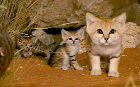 Funny animals of the week - 14 February 2014 (40 pics), sand cat and her kittens