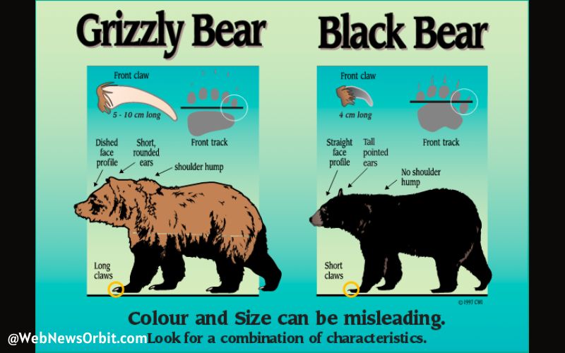 Black Bear vs Grizzly Bear differences 4 - Web News Orbit