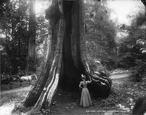 William McFarlane Notman Great cedar tree Stanley Park Vancouver BC 