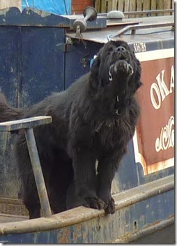 4 woolly barkers at rose narrowboats