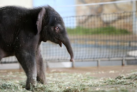 Baby elephant Anchali born at Berlin zoo, cute baby elephant pictures