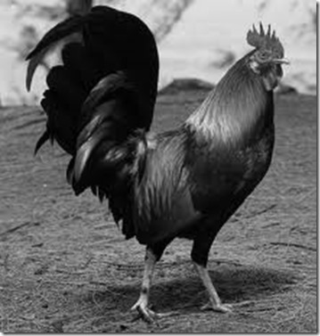 roosters