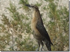 DSCF6503