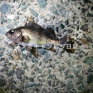 メバリングで釣ったメバル