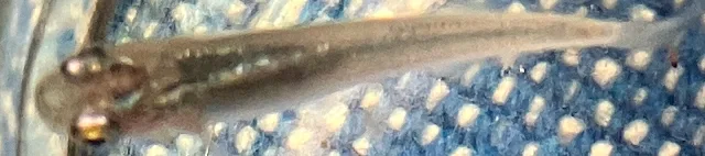 魔王メダカ 稚魚 ９０日目