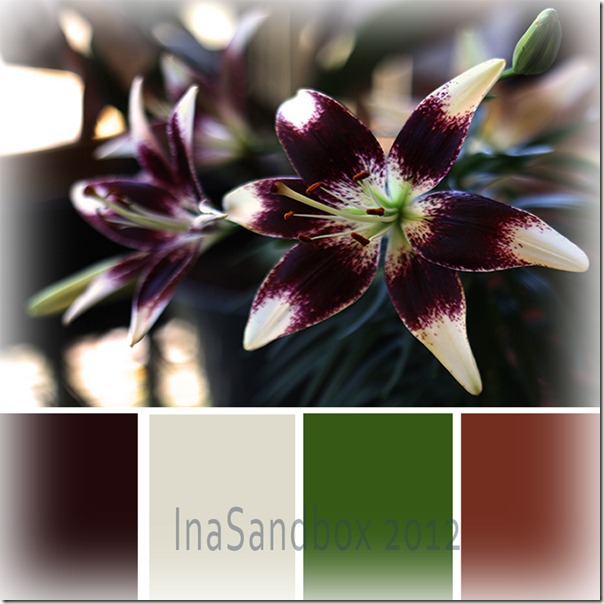 Patricia's Pride Asiatic Lily