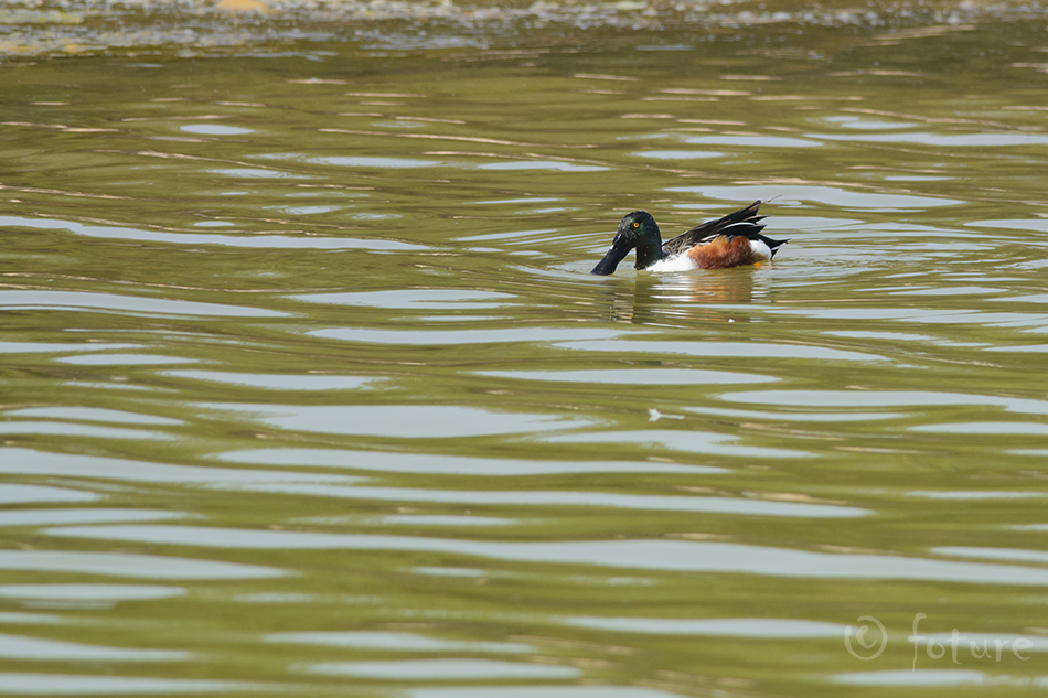 Luitsnokk-part, Spatula clypeata, Northern Shoveler, anas, duck, shoveller, European, common