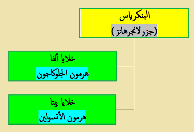 أنواع الخلايا فى جزر لانجرهانز: 