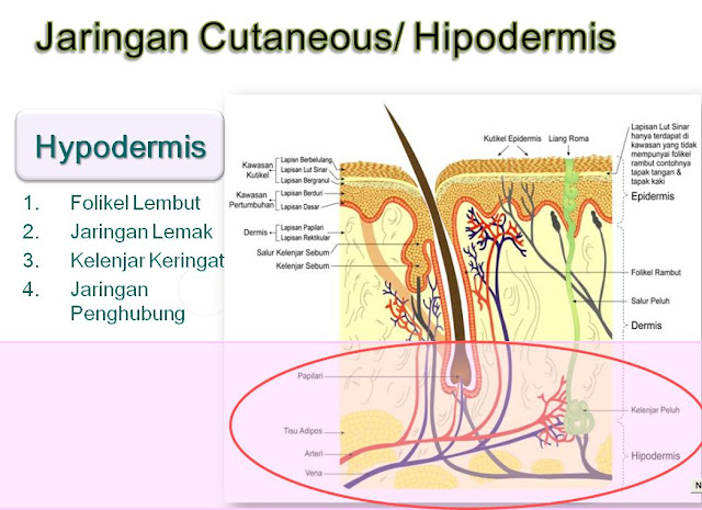 Anatomi Fisiologi Kulit Hipodermis