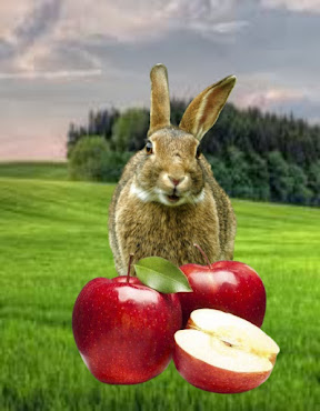Can rabbits eat apples, can rabbits have apples, can rabbits eat apple skin, can rabbits eat apple cores, can rabbits eat apples with skin