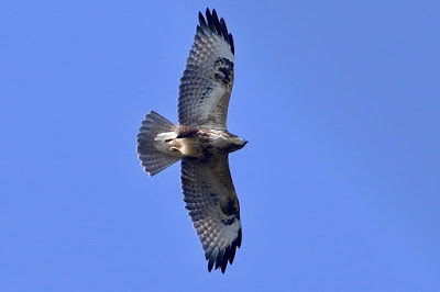 Common Buzzard