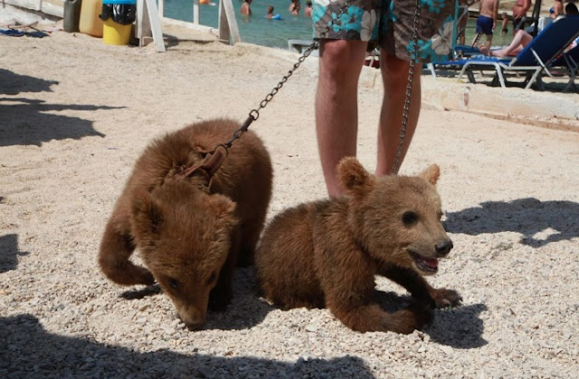 Three puppy bears mistreated in Albania sent in Bioparco di Roma