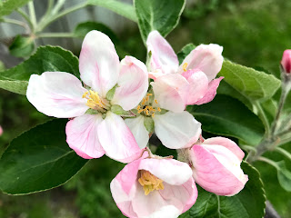 Apple Blossom Time 2019