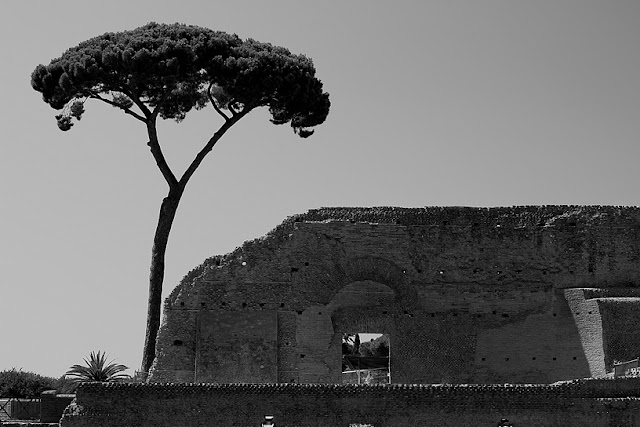 Hohenfels Volks: An Ancient Roman Villa and wind bent tree