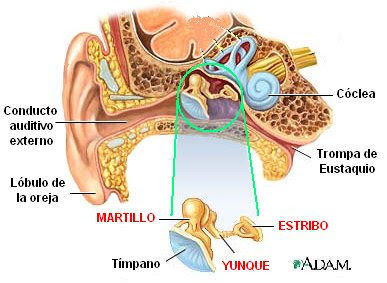 huesos del oído medio