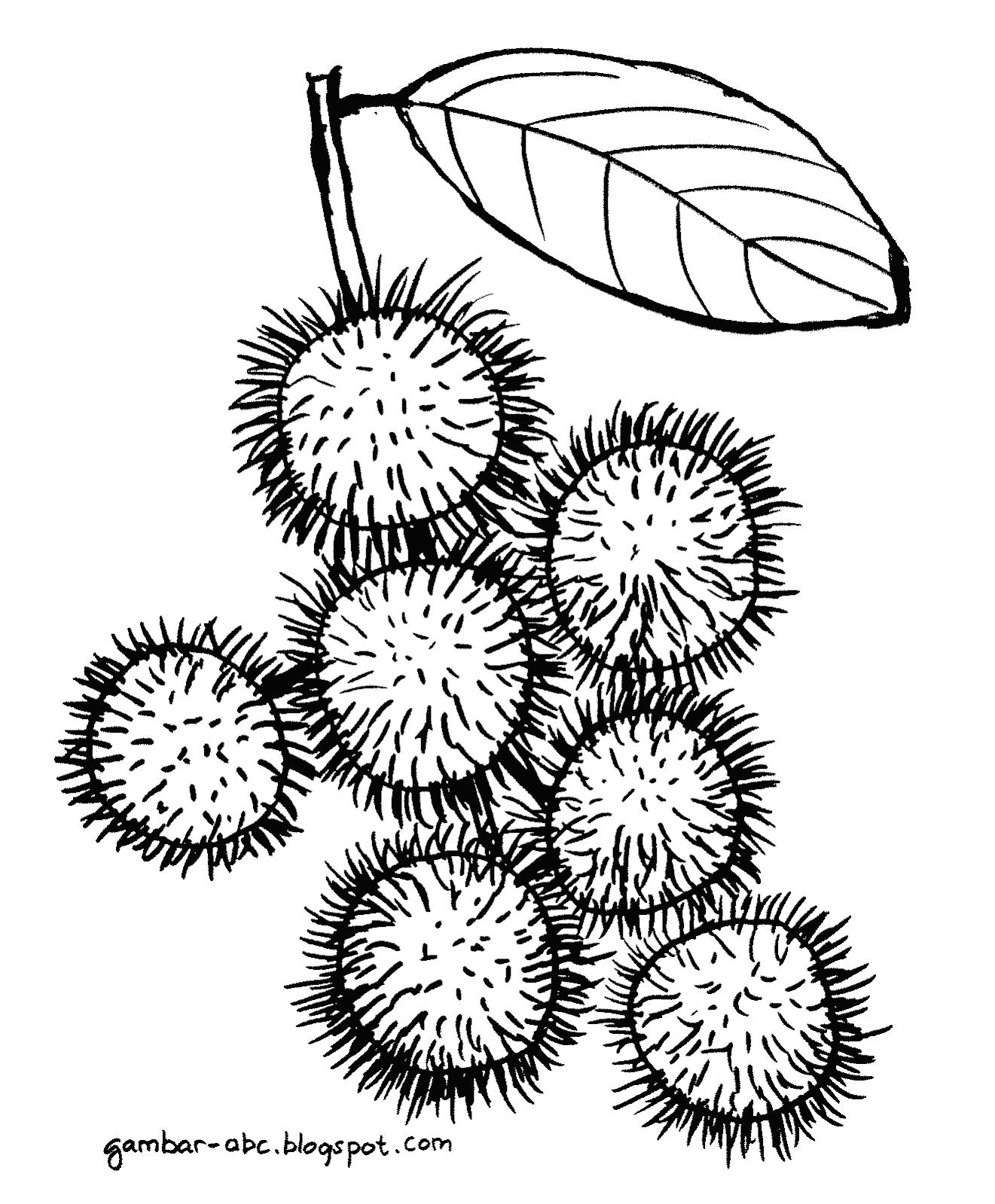 Buah Rambutan Contoh Gambar Mewarnai