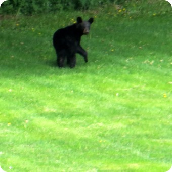 Mountainville Bear