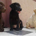 ¿Estás preparado para tener un labrador?