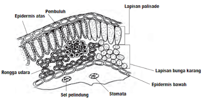 Organ & Sistem Organ : Pengertian, Jenis/Macam, Fungsi, dan lengkap dengan Contoh + Gambar