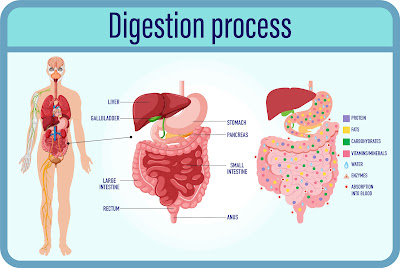 digestive system