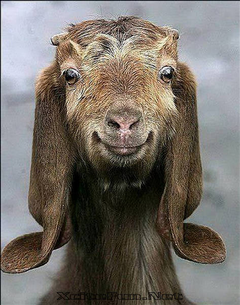 Funny Goat Photos