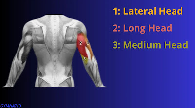 Anatomy of the triceps brachii