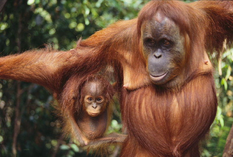 Gambar orang utan  Indonesiadalamtulisan  Terbaru 2014