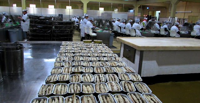 latas de conservas na fábrica das Conservas Pinhais