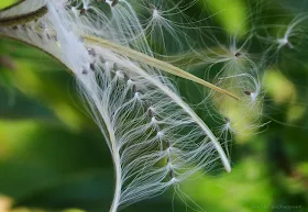 Owoc wierzbownicy kosmatej (Epilobium hirsutum L.)