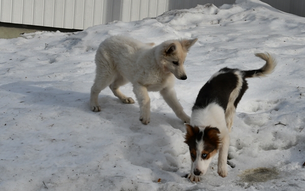 hvit gjeterhund border collie