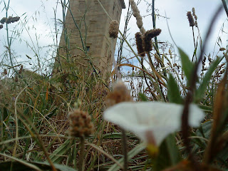 Flower and Tower   Sprint in Tower of Hercules (Corunna, Spain)   by E.V.Pita   http://evpita.blogspot.com/2011/05/flower-and-tower-flores-torre-de.html   Flores + Torre de Hércules  (Primavera en Torre de Hércules, A Coruña)  por E.V.Pita