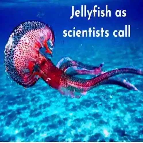 Jellyfish-the-school-assembly