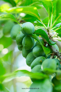 Naturfotografie Pflaumenbaum Pflaumen Kroatien Olaf Kerber