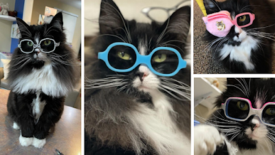 Conoce a Truffles, el gato que ayuda a los niños a sentirse cómodos con sus gafas