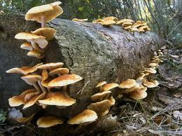 funghi e licheni