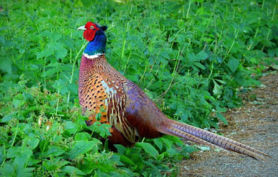 Pheasant