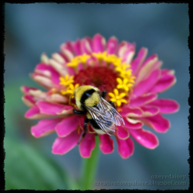 zinnia and bee