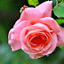 Pink Rose Flowers Desktop Wallpapers