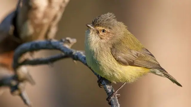 Top 11 smallest birds in the world