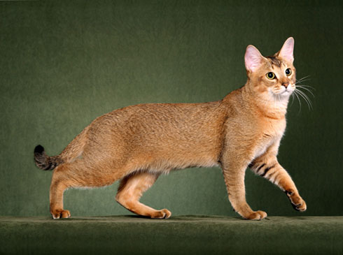 Chausie Breed Cat Pics  