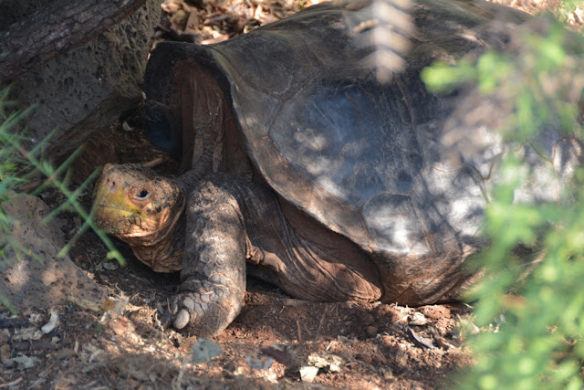 Charles Darwin Research Station Galapagos