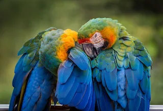 A Picture Of Two Pet Parrots