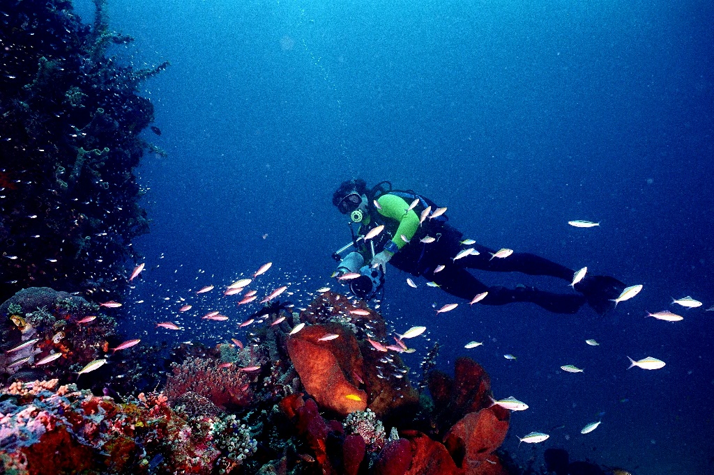 Blogganeh Pemandangan Bawah Laut yang Indah