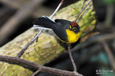 Paria Redstart