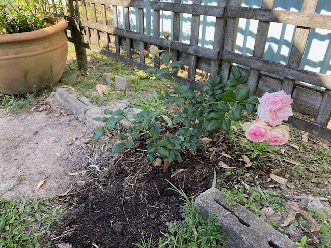 Weekend Reading, Gardening and Baking