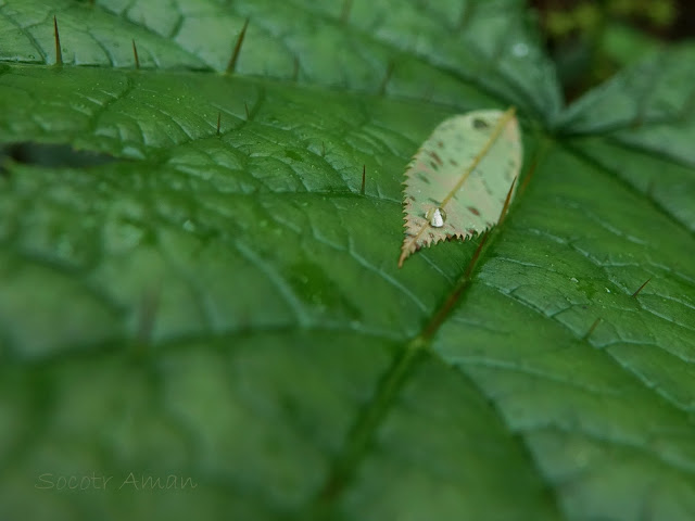 Oplopanax japonicus